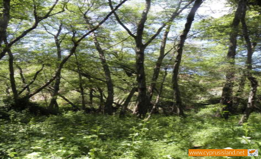 kakopetria forest cyprus