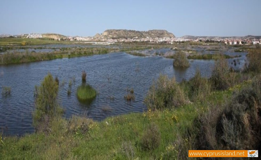 Oroklini Lake, Larnaca, Cyprus