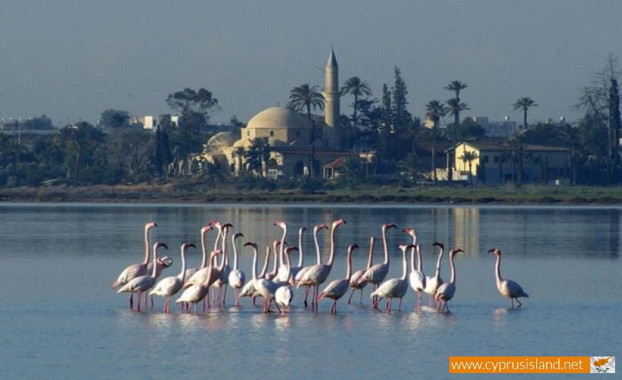 Larnaca Salt Lake, Cyprus