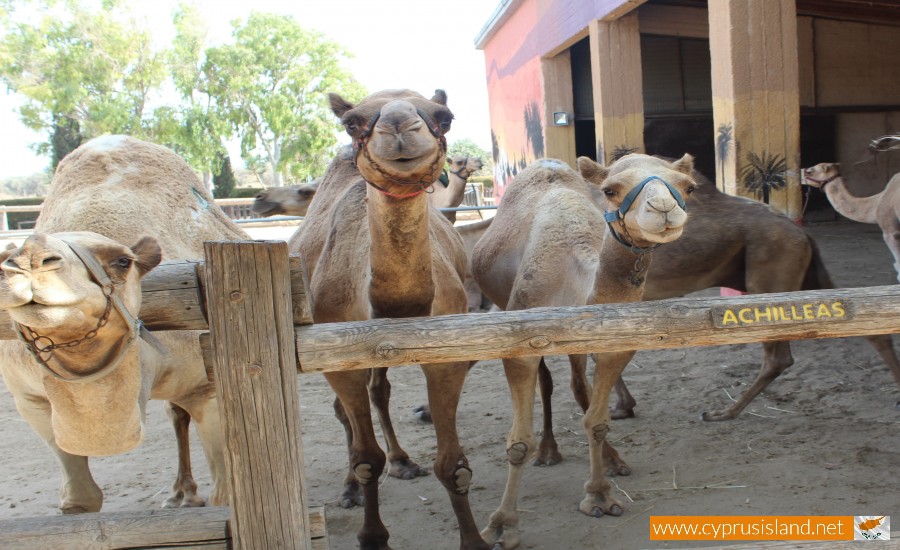 mazotos camel park cyprus