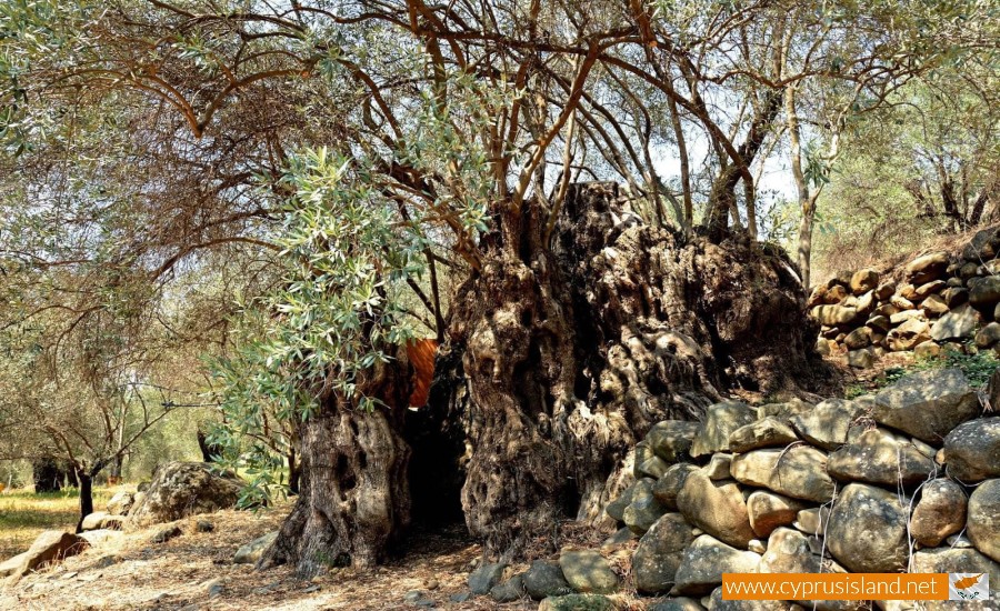 Perennial Olive Tree - Xyliatos, Nicosia, Cyprus