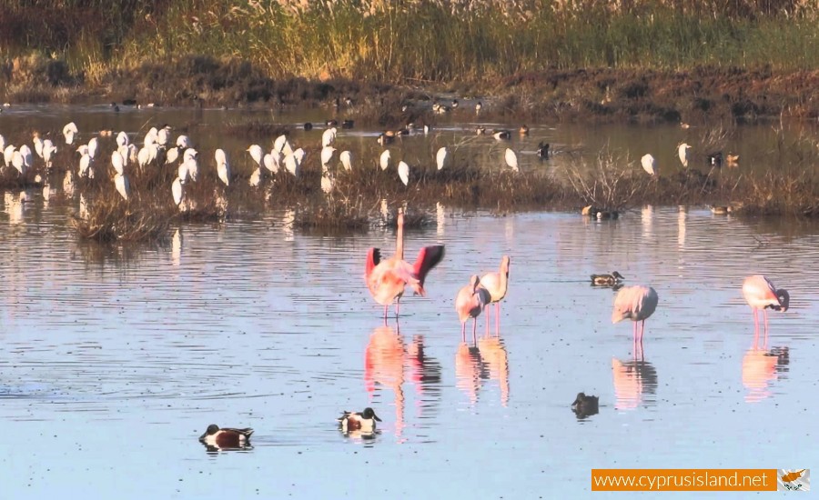 oroklini lake larnaca