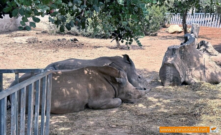 pafos zoo