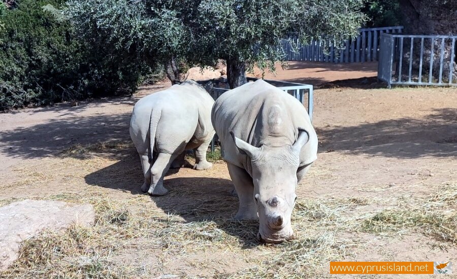 pafos zoo