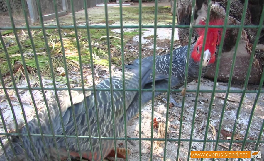 paphos zoo cockatoo