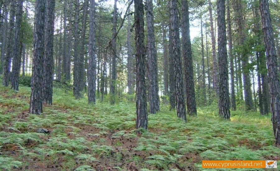 Troodos national forest park