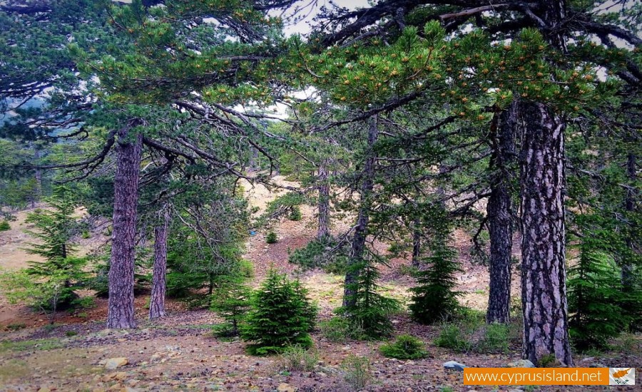 troodos forest