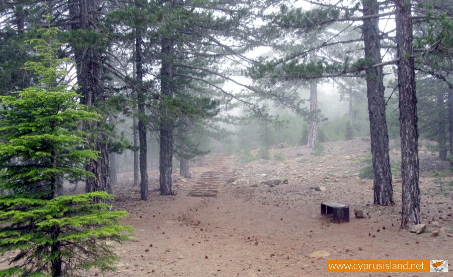 Troodos Forest