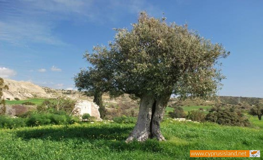 Vavla - Panayia tis Agapis - Vavla Nature Trail, Larnaca, Cyprus