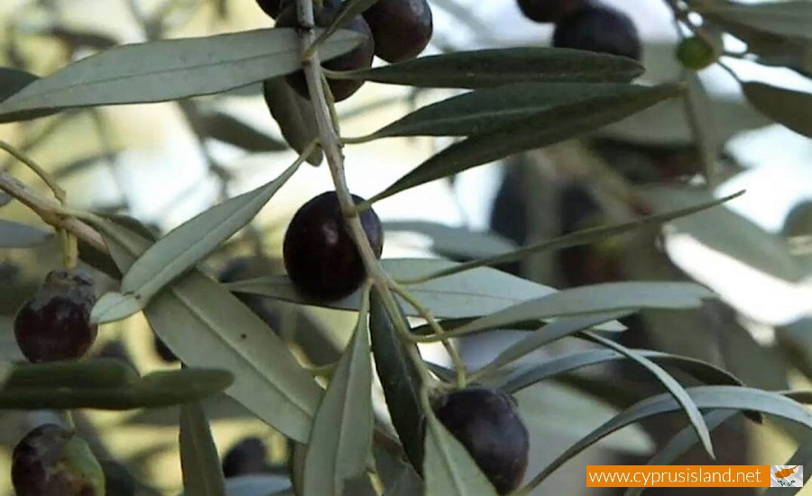 cyprus olive tree