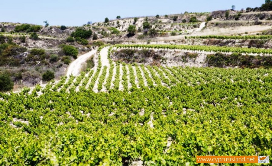 cyprus vineyards