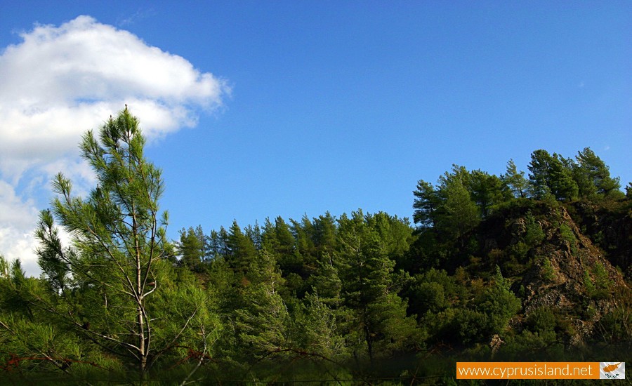 cyprus-forest