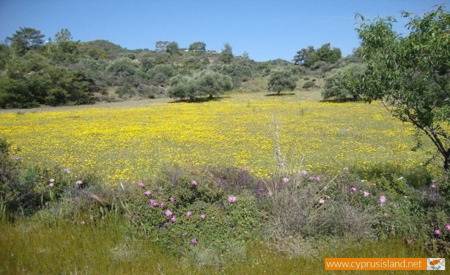 cyprus nature field