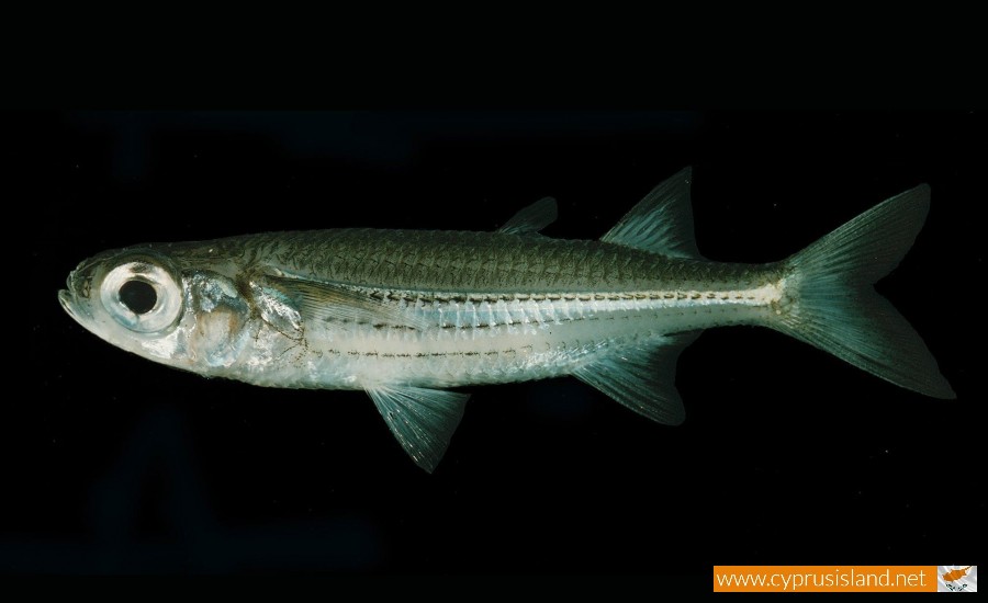 Atherinomorus Lacunosus Fish