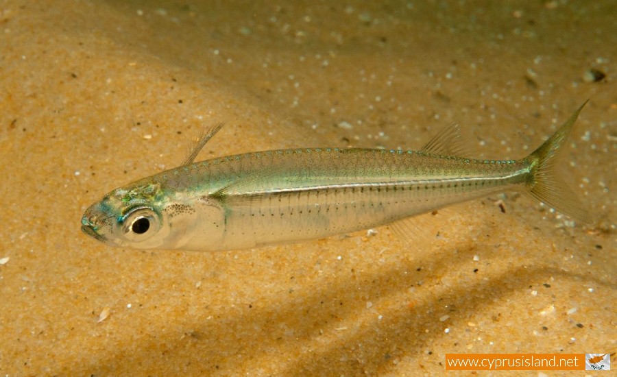 Atherinomorus Lacunosus Fish ( Hardyhead Silverside), Cyprus