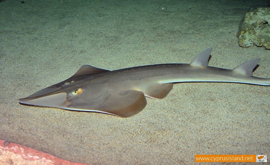 Blackchin guitarfish cyprus