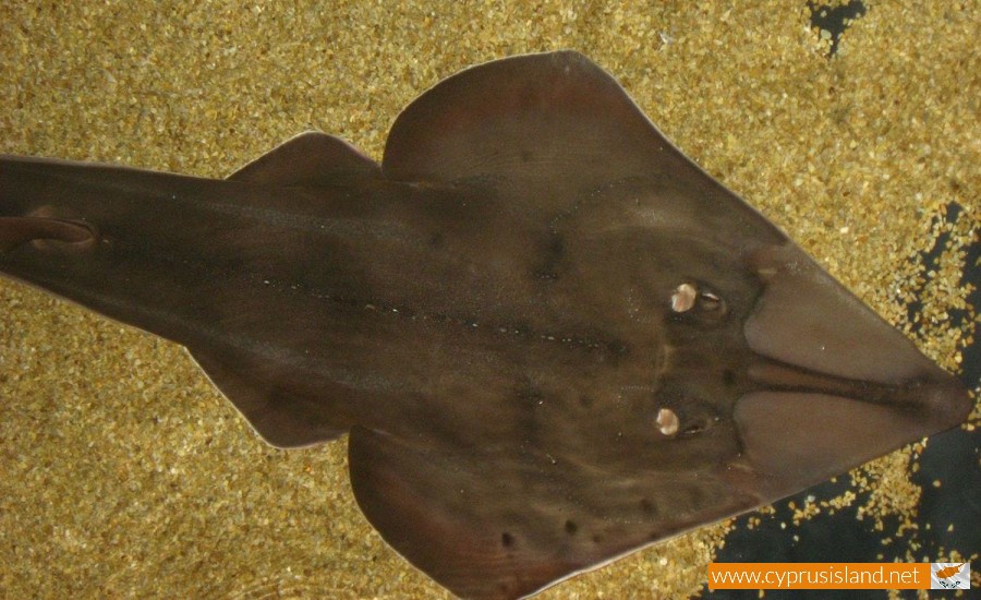 Rhinobatos cemiculus ( Blackchin guitarfish), Cyprus