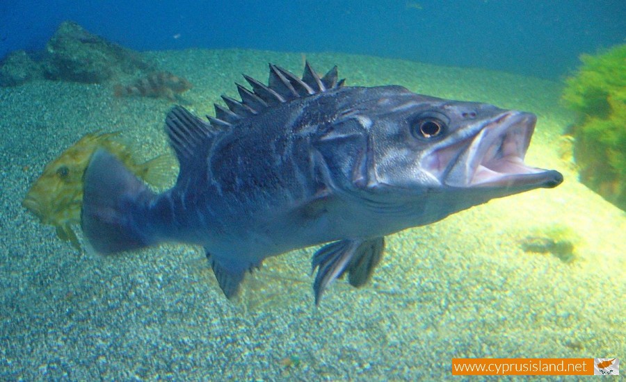 Epinephelus caninus fish
