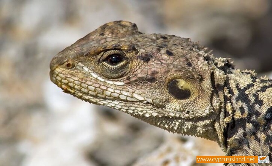 The Kourkoutas (Laudakia stellio cypriaca), Cyprus