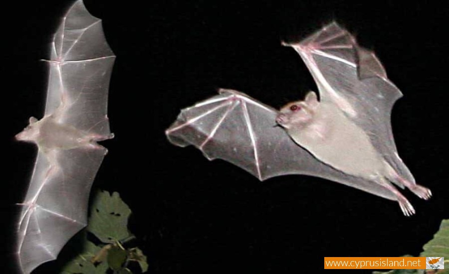 The Bat - Cyprus Wildlife, Cyprus