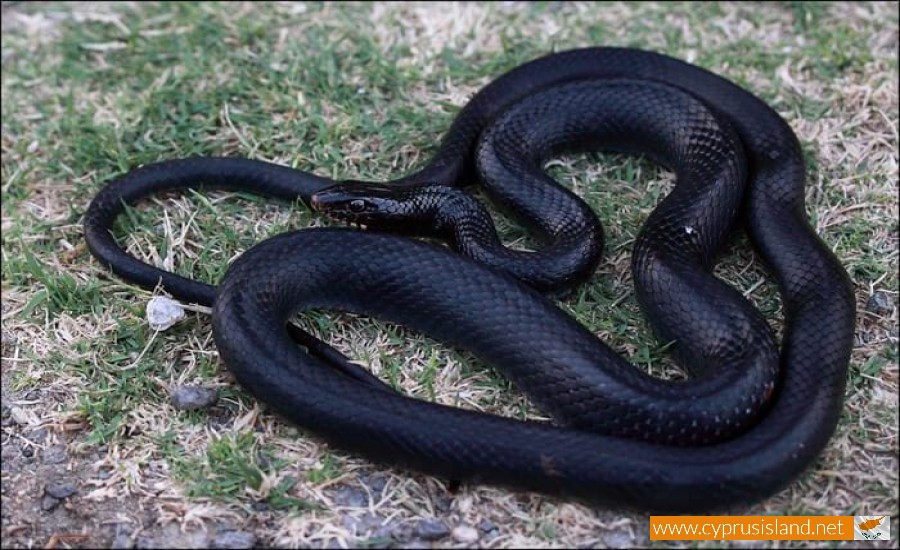 Black whip snake - Dolichophis Jugularis