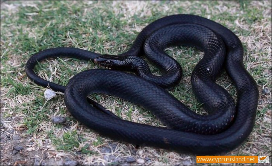 Black whip snake Dolichophis Jugularis Cyprus Island