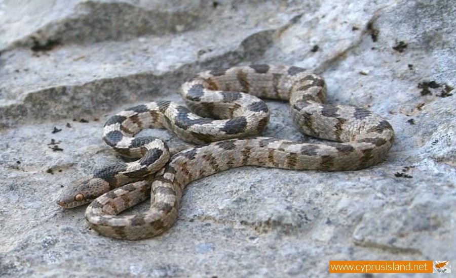 Cat snake - Telescopus Fallax, Cyprus