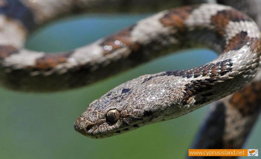 Cat snake Telescopus Fallax Cyprus Island