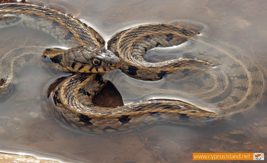 Grass snake - Natrix Natrix Cypriaca, Cyprus