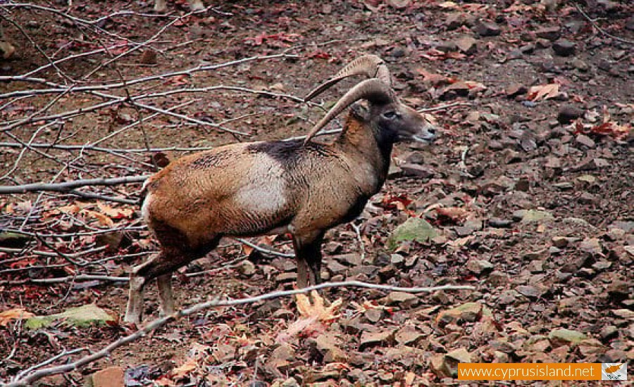 Cyprus mouflon (Ovis gmelini ophion), Cyprus
