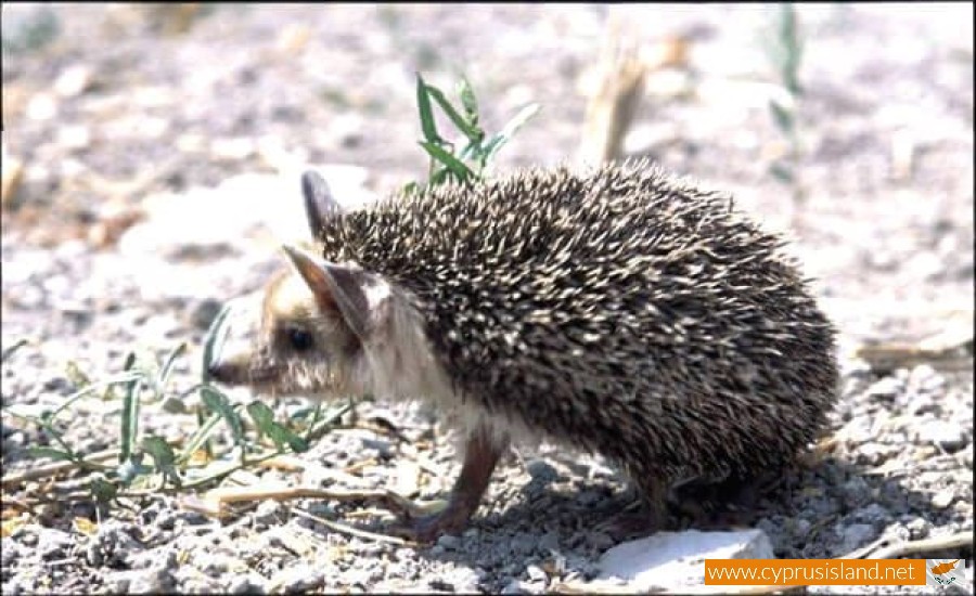 The porcupine (Hemiechinus auritus dorotheae), Cyprus