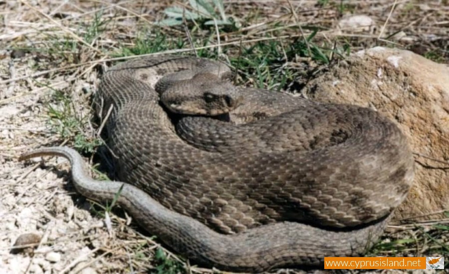 Viper - Macrovipera Lebetina, Cyprus