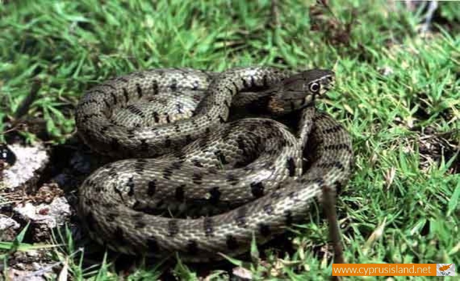 Cyprus whip snake - Hierophis Cypriensis, Cyprus