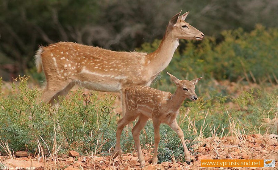 The deer (Dama dama mesopotamica), Cyprus
