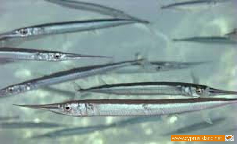 Belone belone (Garpike Fish), Cyprus