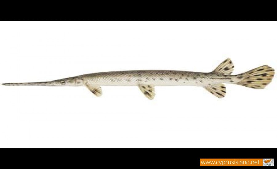 garpike fish