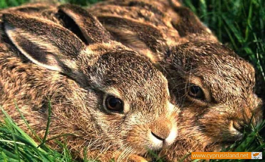 The hare (Lepus europaeus cyprius), Cyprus