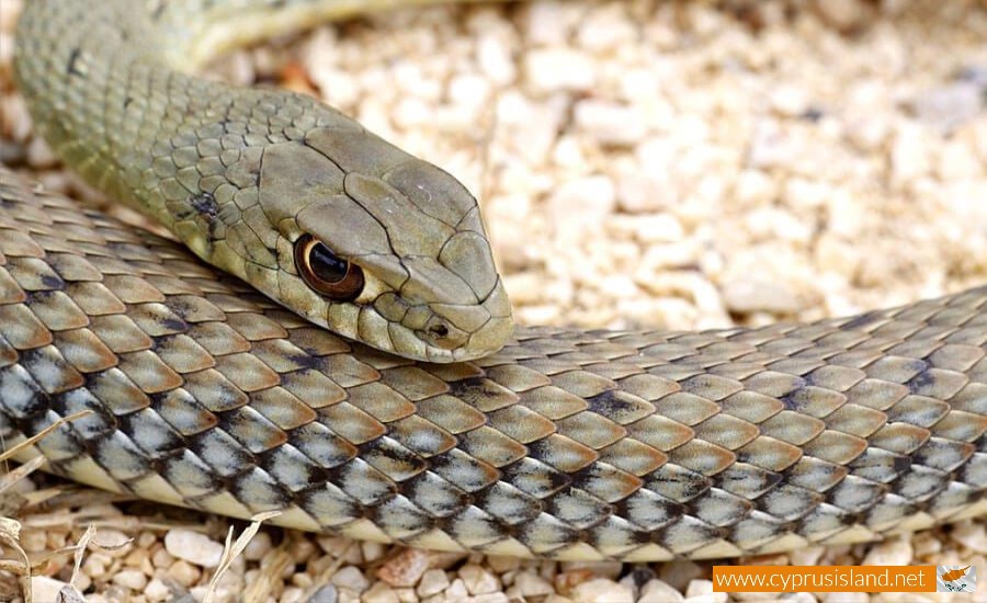 Montpellier Snake - Napoleon Monspessulanus, Cyprus