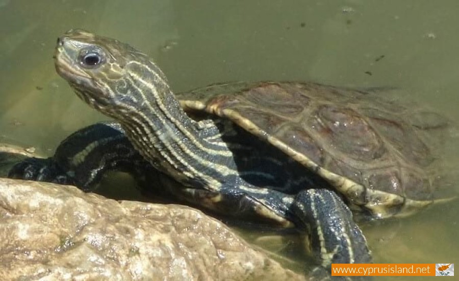 The sweet water turtle (Mauremys caspica rivulata), Cyprus