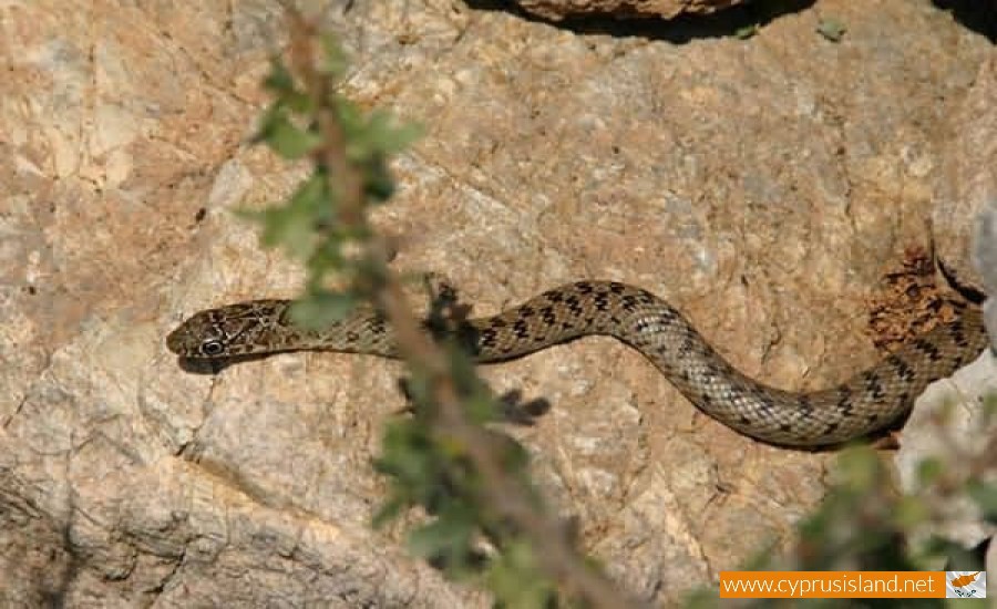 Young Black whip snake - Dolichophis Jugularis