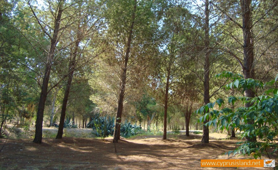 forest-cyprus