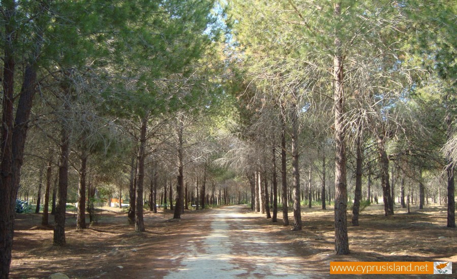 forest-nicosia