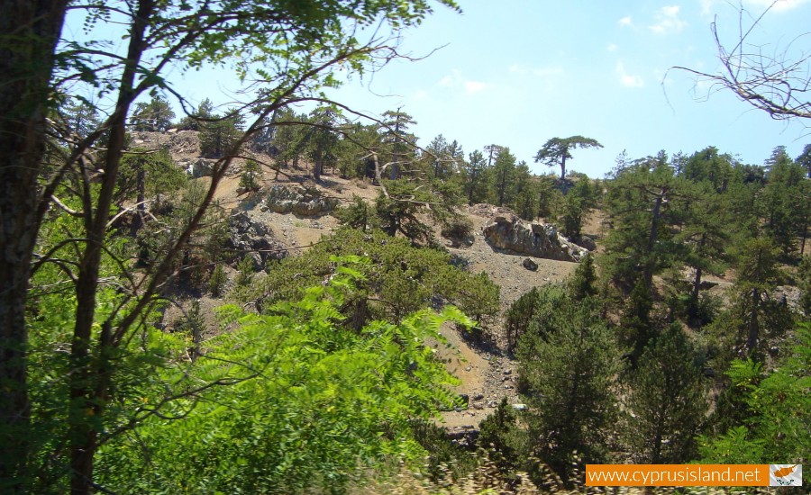 forest-troodos