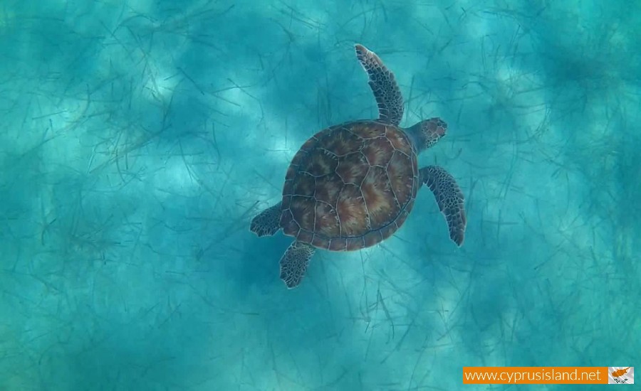turtles cyprus beach