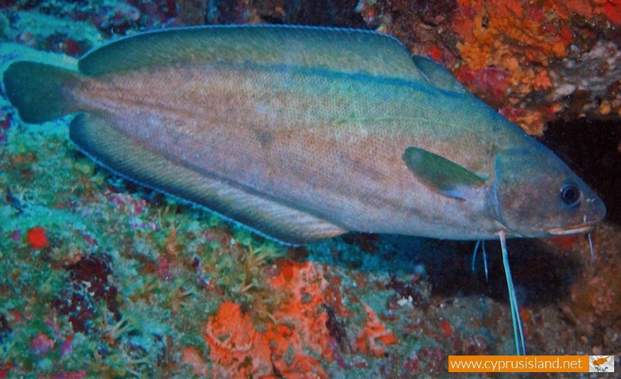 phycis phycis 