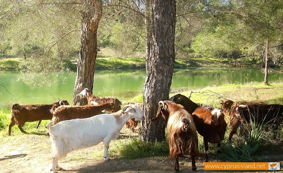 delikipos village larnaca