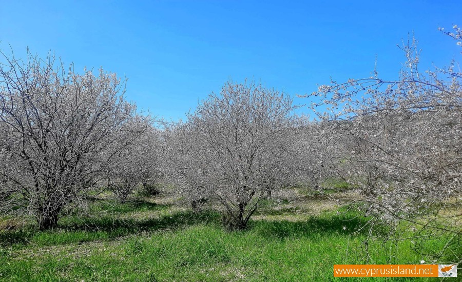 Kritou Marottou Village, Paphos, Cyprus