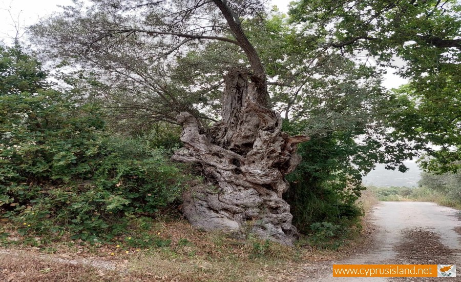 Arminou Village, Paphos, Cyprus