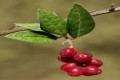 Cyprus flora