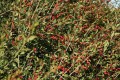 Cyprus flora